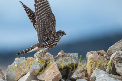 Esmerejón (Falco columbarius)