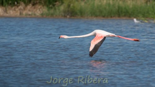 Flamenco_Quartell