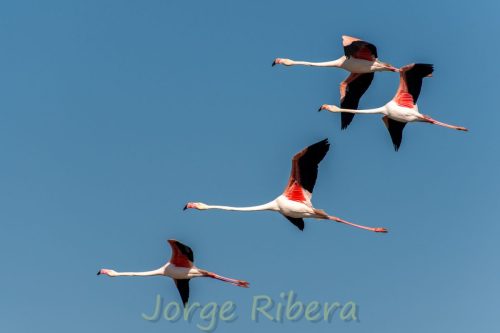Flamenco_Quartell