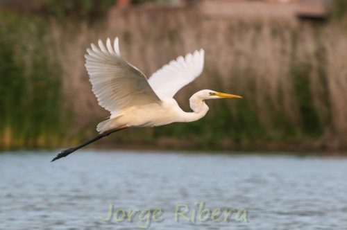 GarcetaGrande_Quartell