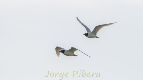 Gaviota Cabecinegra_MarjalDelMoro