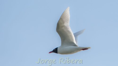 Gaviota Cabecinegra_MarjalDelMoro