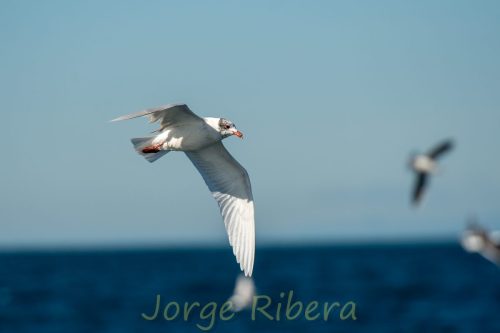 Gaviota Cabecinegra_Tarragona