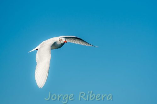 Gaviota Cabecinegra_Tarragona