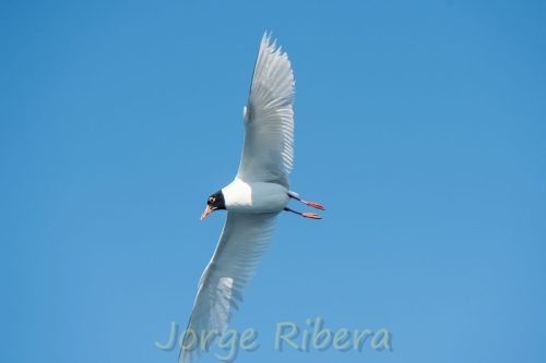 Gaviota Cabecinegra_Tarragona