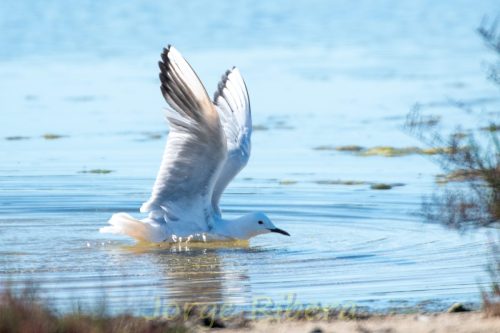 Gaviota Picofina_Albufera
