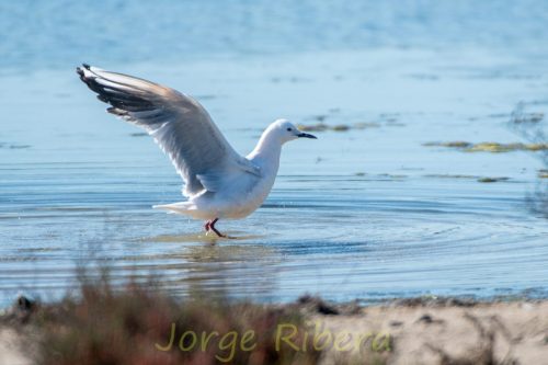 Gaviota Picofina_Albufera