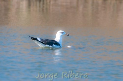 Gaviota Sombria_Albufera