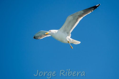 Gaviota Sombria_Tarragona