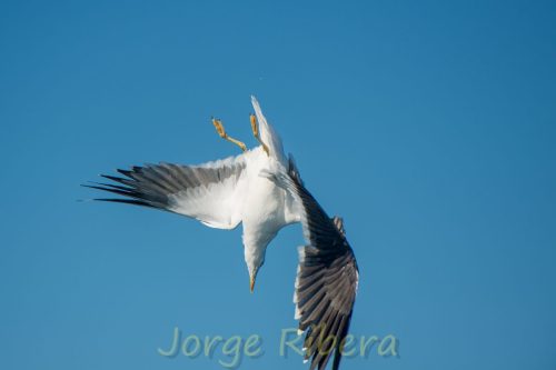 Gaviota Sombria_Tarragona