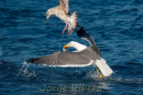 Gaviota Sombria_Tarragona