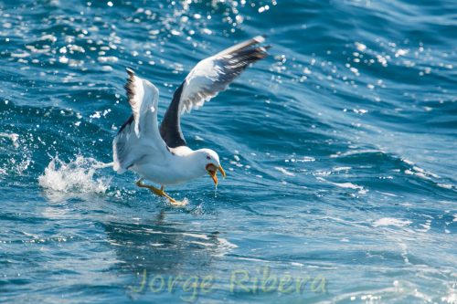 Gaviota Sombria_Tarragona
