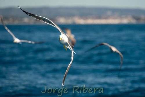 Gaviota Sombria_Tarragona