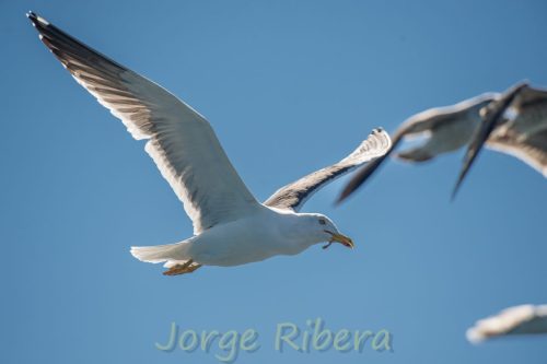 Gaviota Sombria_Tarragona