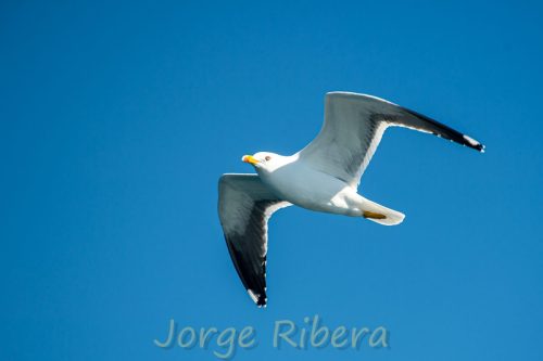 GaviotaSombria_Tarragona