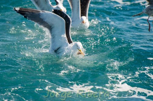 Gaviota Sombria_Tarragona