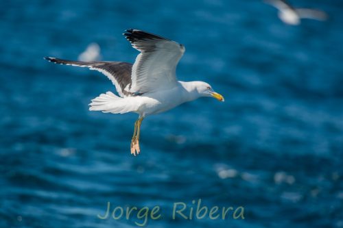 Gaviota Sombria_Tarragona