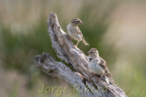 GorrionChillon_Berzosos