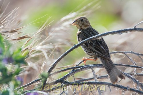 GorrionChillon_Caminreal