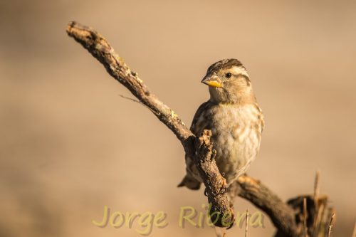 GorrionChillon_Chelva