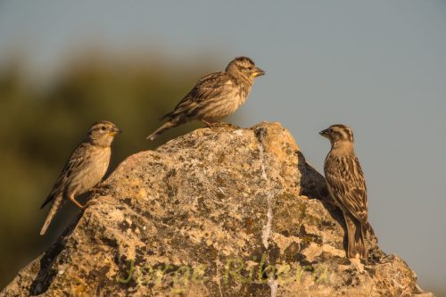 GorrionChillon_Chelva