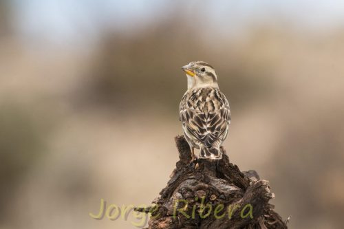 GorrionChillon_Chelva