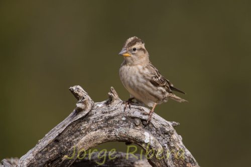 GorrionChillon_LaYesa