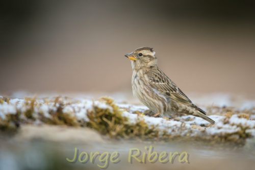 GorrionChillon_LaYesa