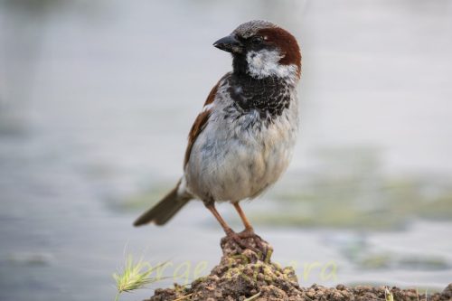 GorrionComun_Berzosos