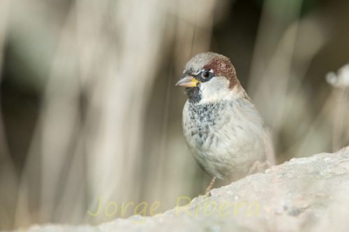 GorrionComun_Calamocha
