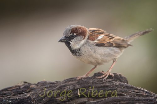 GorrionComun_Chelva