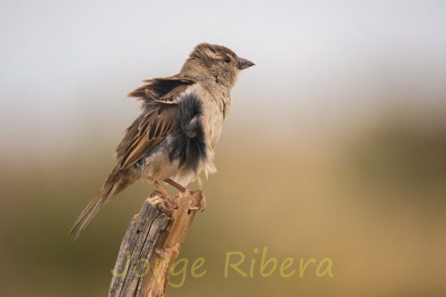 GorrionComun_Chelva