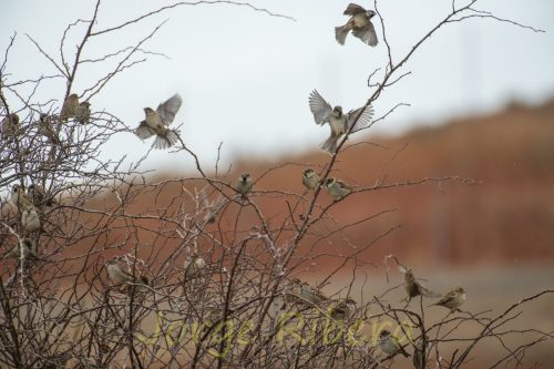 GorrionComun_Monreal