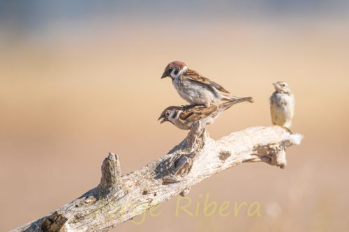 GorrionMolinero_Berzosos
