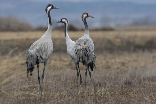 Grullas (grus grus). Fuentes Claras (Teruel). 7 Febrero 2023