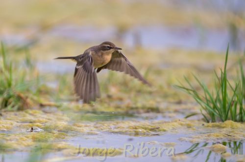 LavanderaBoyera_FuentesClaras