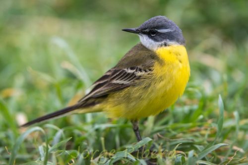 LavanderaBoyera_FuentesClaras