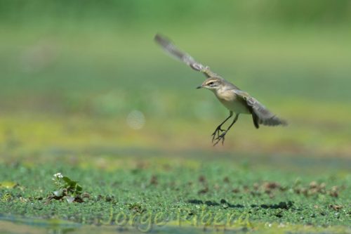 LavanderaBoyera_OjosNegros