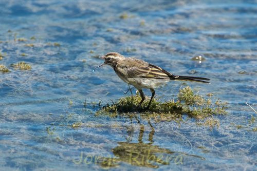 LavanderaBoyera_Tornos