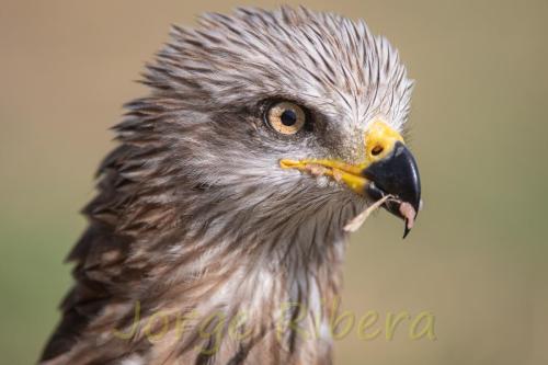 Milano Negro (Migrans migrans)-2