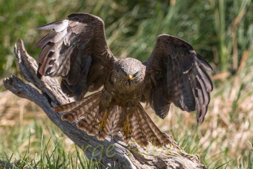 MilanoNegro_FuentesClaras