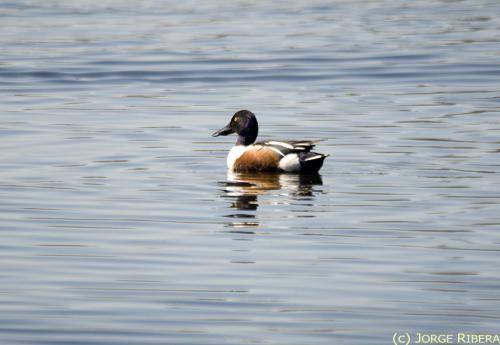 Pato Cuchara común (Anas clypeata) macho. Albufera de Valencia. Marzo 2009