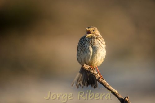 Escribano Triguero Chelva