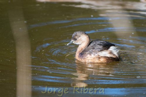 Zampullin_Albufera